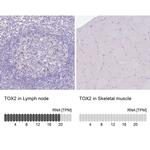 TOX2 Antibody