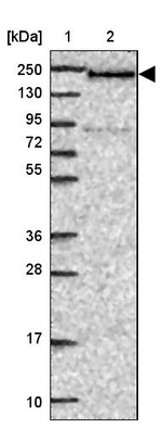 DATF1 Antibody in Western Blot (WB)