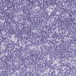C2orf57 Antibody in Immunohistochemistry (IHC)
