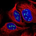 NOP56 Polyclonal Antibody