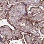 RNF144A Antibody in Immunohistochemistry (Paraffin) (IHC (P))