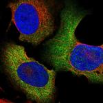 TCP-1 zeta Polyclonal Antibody