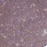 TCP-1 zeta Antibody in Immunohistochemistry (Paraffin) (IHC (P))
