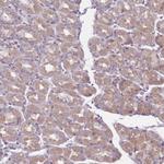 OR2V2 Antibody in Immunohistochemistry (Paraffin) (IHC (P))