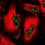 CCNJL Polyclonal Antibody