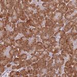 CCNJL Antibody in Immunohistochemistry (Paraffin) (IHC (P))