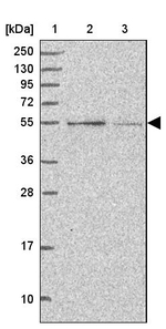 CCNJL Antibody in Western Blot (WB)
