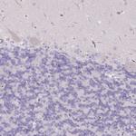 C7orf28A Antibody in Immunohistochemistry (Paraffin) (IHC (P))