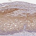 C7orf28A Antibody in Immunohistochemistry (Paraffin) (IHC (P))