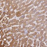 C7orf28A Antibody in Immunohistochemistry (Paraffin) (IHC (P))