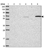 C7orf28A Antibody in Western Blot (WB)