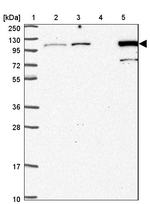 MTHFD1 Antibody in Western Blot (WB)