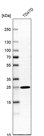 PEX11B Antibody in Western Blot (WB)