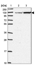 eIF3c Antibody in Western Blot (WB)