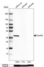 CXorf38 Antibody