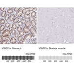 VSIG2 Polyclonal Antibody