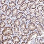 VSIG2 Antibody in Immunohistochemistry (Paraffin) (IHC (P))