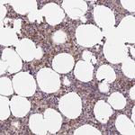 PRAM1 Antibody in Immunohistochemistry (Paraffin) (IHC (P))