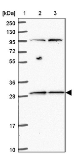 MRPL46 Antibody in Western Blot (WB)