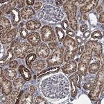 C4orf29 Polyclonal Antibody