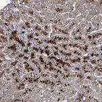 C4orf29 Antibody in Immunohistochemistry (Paraffin) (IHC (P))
