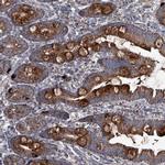 C4orf29 Antibody in Immunohistochemistry (Paraffin) (IHC (P))