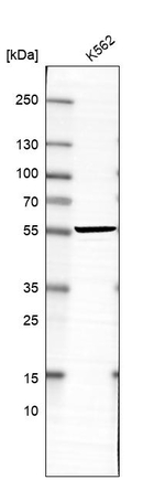 C4orf29 Antibody in Western Blot (WB)
