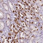 HPS4 Antibody in Immunohistochemistry (Paraffin) (IHC (P))