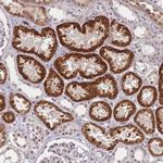 WDR18 Antibody in Immunohistochemistry (Paraffin) (IHC (P))