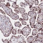 WDR18 Antibody in Immunohistochemistry (Paraffin) (IHC (P))