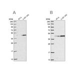 WDR18 Antibody in Western Blot (WB)