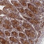 WDR18 Polyclonal Antibody