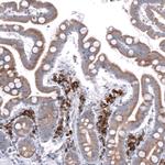 TMED5 Antibody in Immunohistochemistry (Paraffin) (IHC (P))
