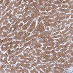 TMED5 Antibody in Immunohistochemistry (Paraffin) (IHC (P))