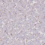 LRRN4CL Antibody in Immunohistochemistry (Paraffin) (IHC (P))