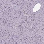 BDP Antibody in Immunohistochemistry (IHC)