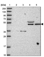 BDP Antibody in Western Blot (WB)