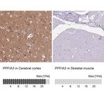 PPFIA3 Antibody