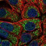 MRPS11 Polyclonal Antibody