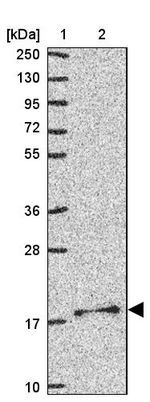 MRPS11 Antibody in Western Blot (WB)