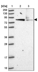 HOOK2 Antibody in Western Blot (WB)