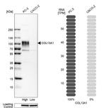 COL13A1 Antibody