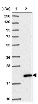 NHP2 Antibody in Western Blot (WB)