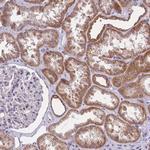 MRPS18C Antibody in Immunohistochemistry (Paraffin) (IHC (P))