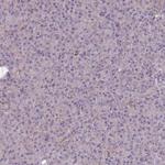 MRPS18C Antibody in Immunohistochemistry (Paraffin) (IHC (P))