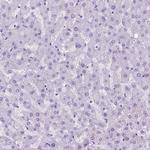 IGFN1 Antibody in Immunohistochemistry (Paraffin) (IHC (P))