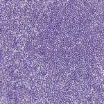 IGFN1 Antibody in Immunohistochemistry (Paraffin) (IHC (P))