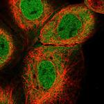 TRIM26 Antibody in Immunocytochemistry (ICC/IF)