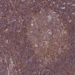 TRIM26 Antibody in Immunohistochemistry (IHC)