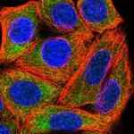 RPL28 Polyclonal Antibody